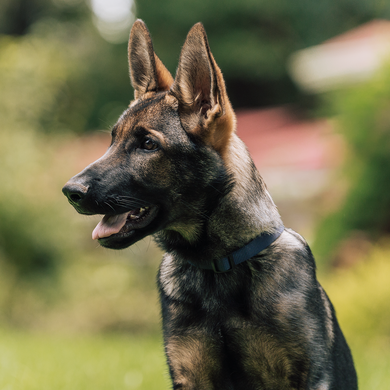 Ares Vom Haus Nova - Imagen 2
