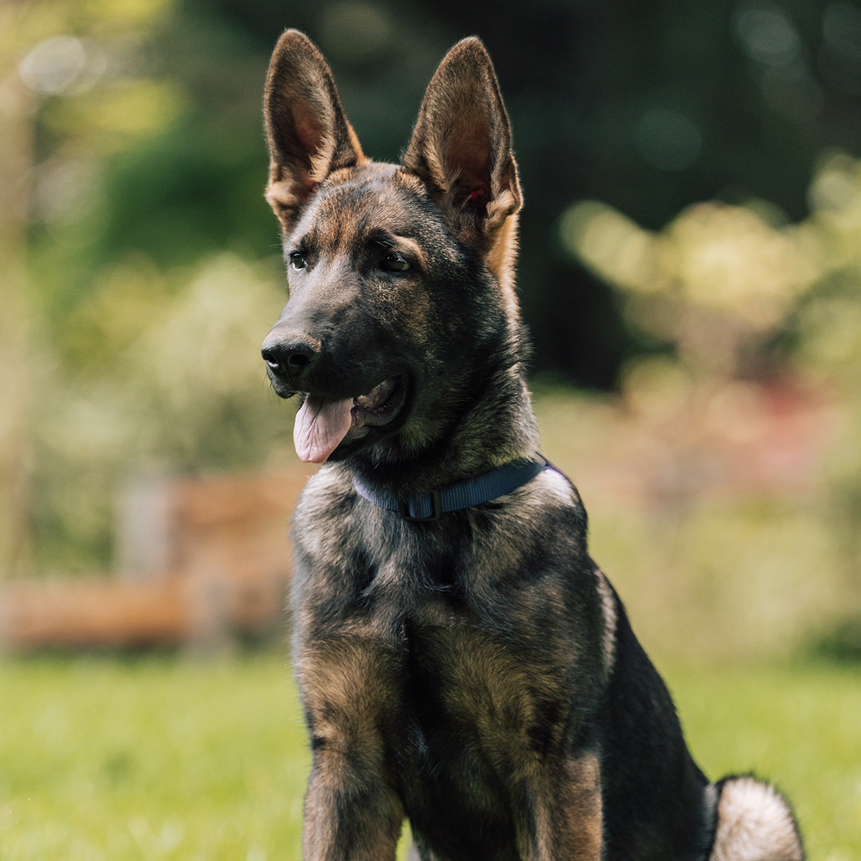 Ares Vom Haus Nova - Imagen 3