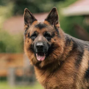 Bronco ll de Tierra Perdida